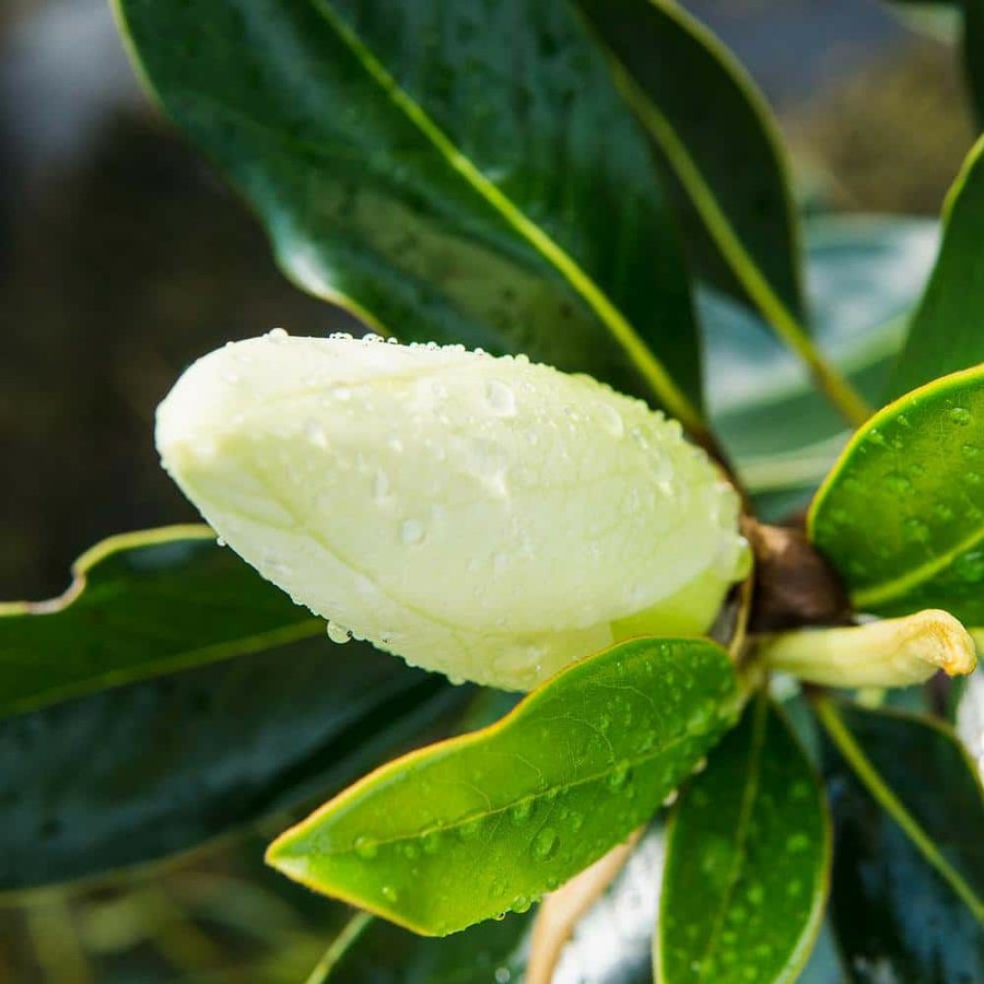 Outdoor Plants * | Buy 2.3 Ft. Tall 1 Gal. Little Gem Magnolia Tree Large Fragrant Southern Magnolia Blooms By Perfect Plants