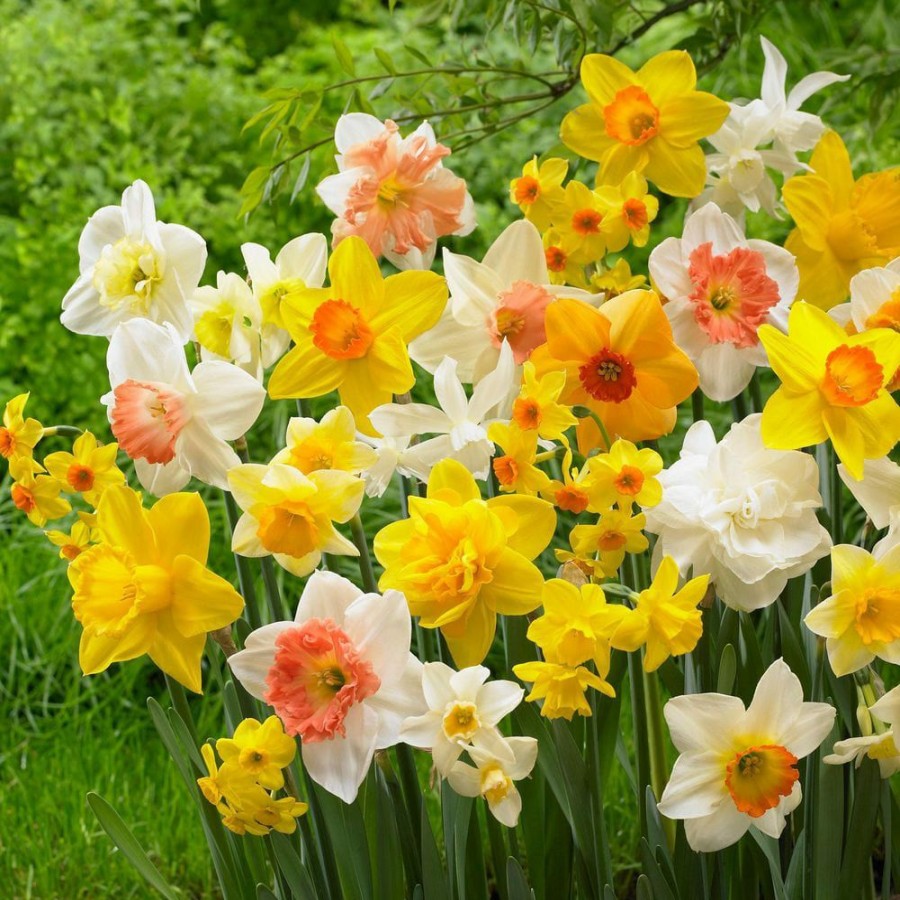 Outdoor Plants * | Outlet 12/14 Cm Daffodil Bulbs All-In-One Mixed (Bag Of 25) By Garden State Bulb