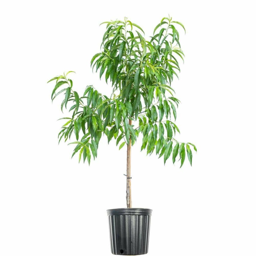 Outdoor Plants * | Coupon 4 Ft. To 5 Ft. Tall Texstar Peach Tree In Growers Pot, Delicious Fresh Peaches By Perfect Plants