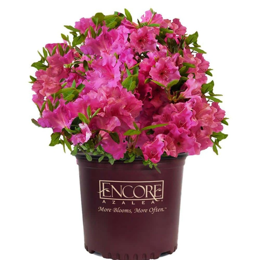 Outdoor Plants * | Discount 1 Gal. Autumn Royalty Shrub With Pink Flowers By Encore Azalea