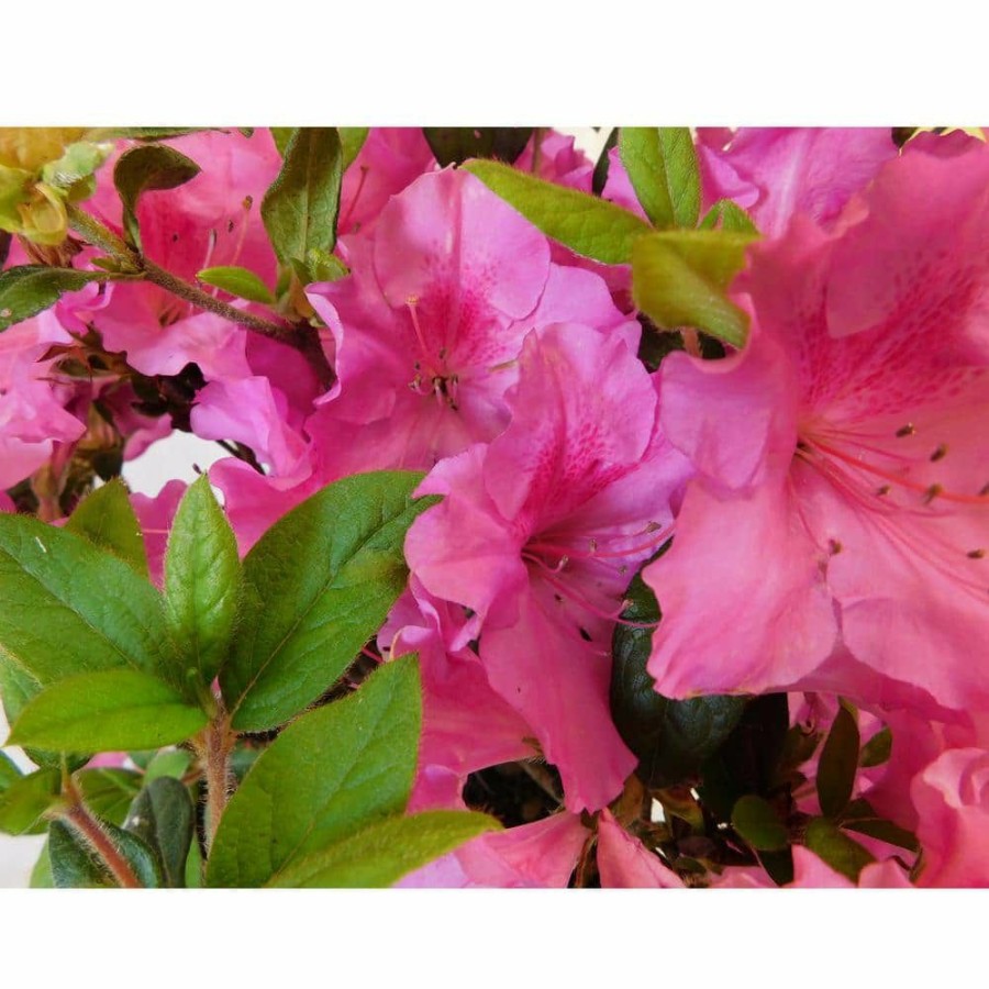 Outdoor Plants * | Discount 1 Gal. Autumn Royalty Shrub With Pink Flowers By Encore Azalea