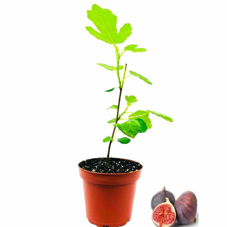 Outdoor Plants * | Buy 4 In. Olympian Fig Tree Live Plant In A Pot Ficus Carica Olympian Edible Fruit Tree For The Patio And Garden By Wekiva Foliage