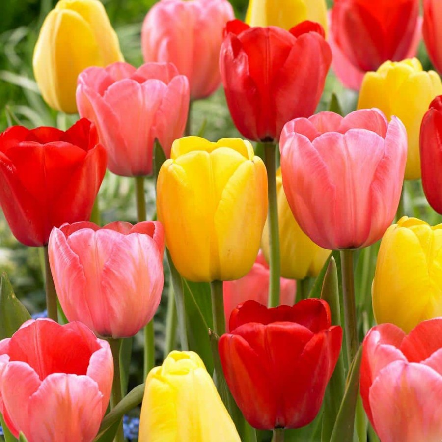 Outdoor Plants * | Brand New 12/+ Cm Darwin Hybrid Mixed Tulip Bulbs (Bag Of 25) By Garden State Bulb