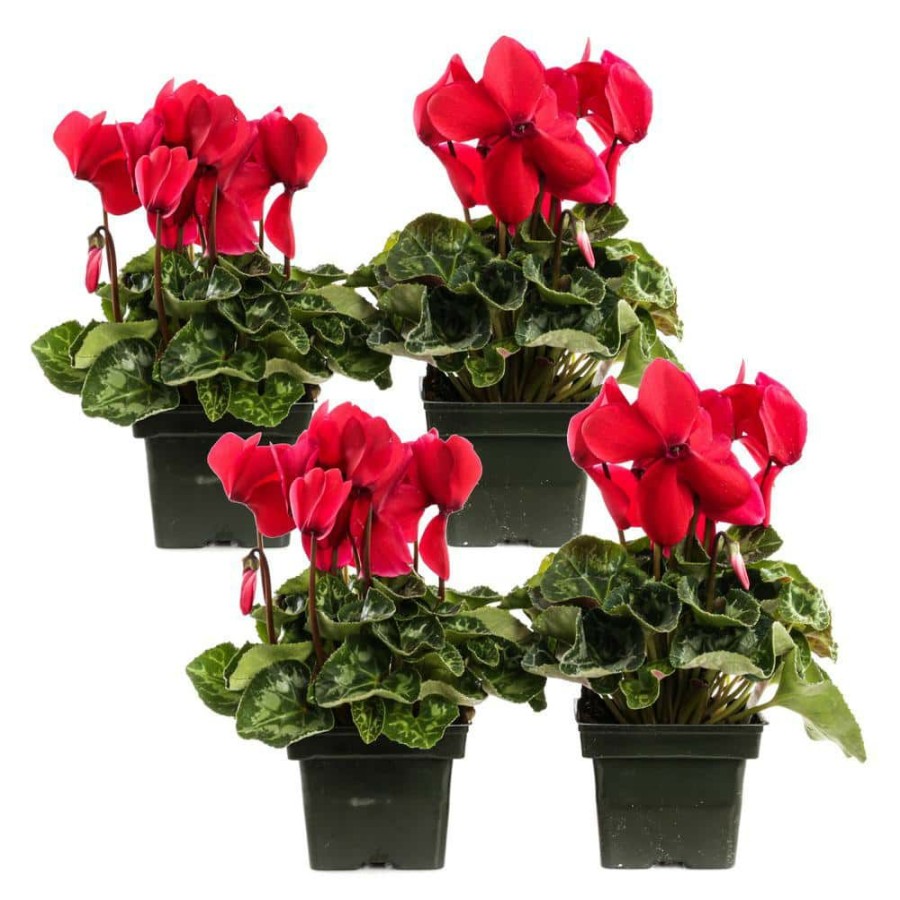 Outdoor Plants * | Budget 1.21-Pint Red Cyclamen Latinia In 4 In. Pot (4-Pack) By Unbranded