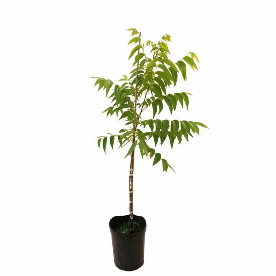 Outdoor Plants * | Outlet Caddo Pecan Tree By Unbranded