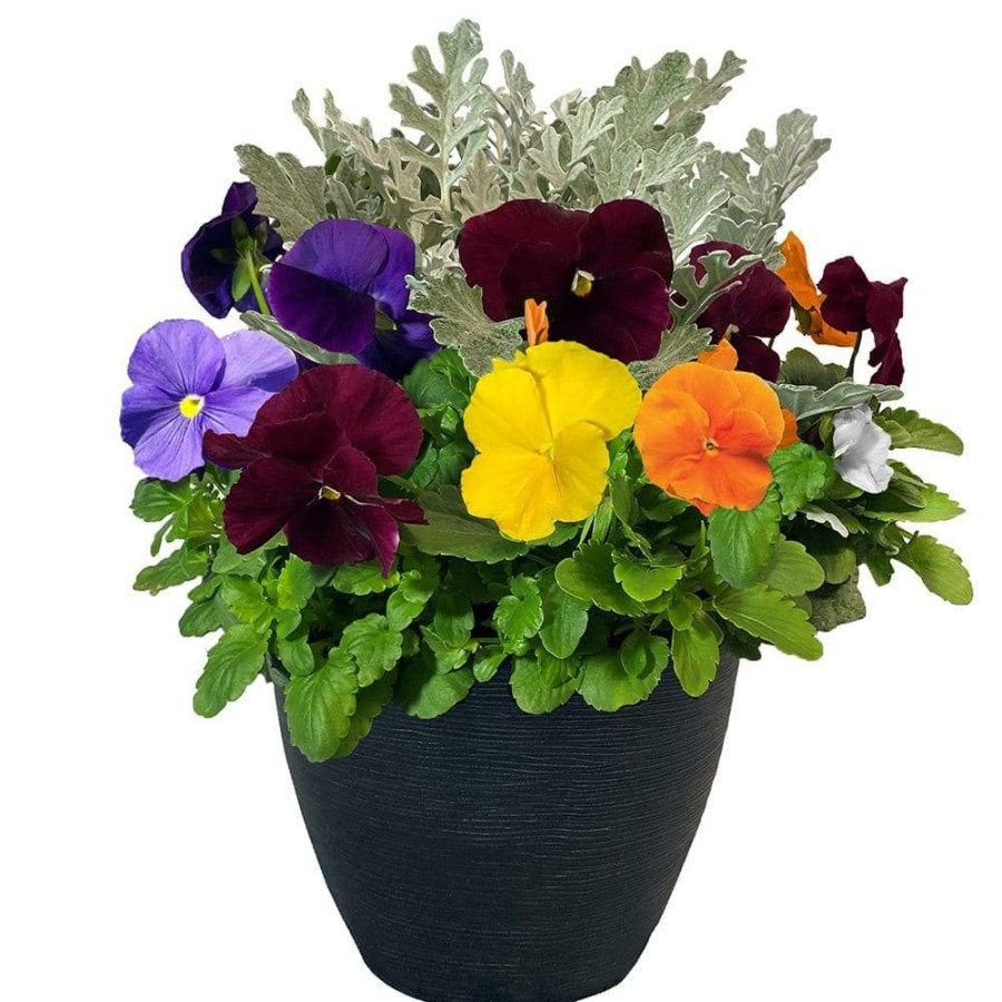 Outdoor Plants * | Outlet 11 In. Pansy Annual Plant In Decorative Pot With Pastel Colored Blooms And Dusty Miller By Unbranded