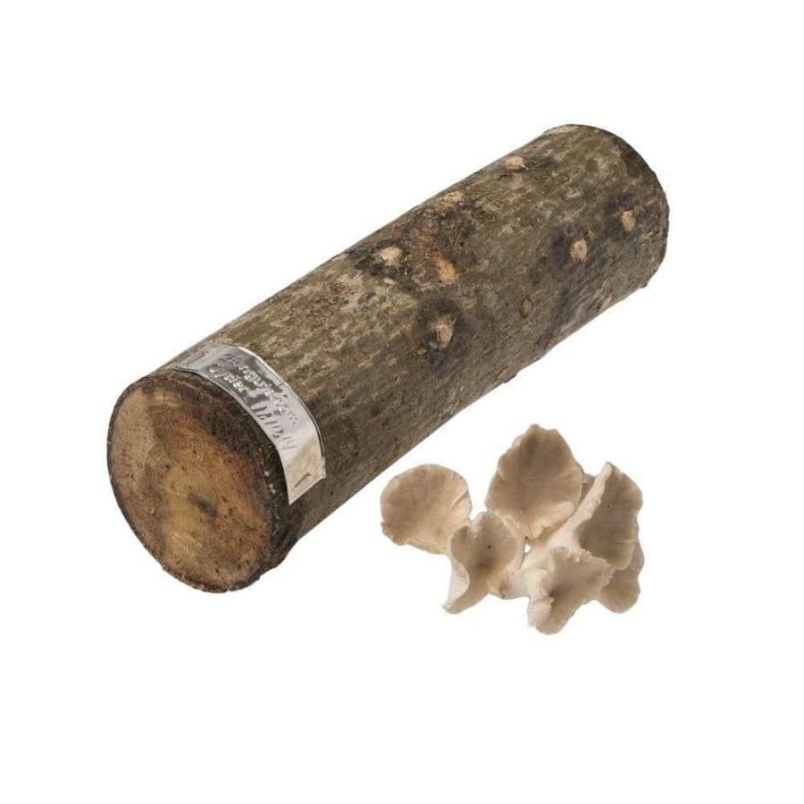 Organic Gardening * | Coupon 12 In. Oyster Mushroom Log By Unbranded