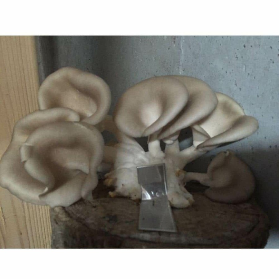 Organic Gardening * | Coupon 12 In. Oyster Mushroom Log By Unbranded