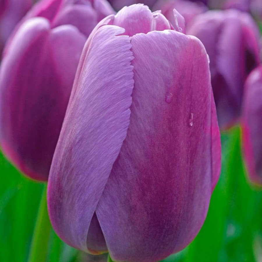 Outdoor Plants * | Wholesale Purple Pride Darwin Hybrid Tulip Bulbs (25-Pack) By Van Bourgondien