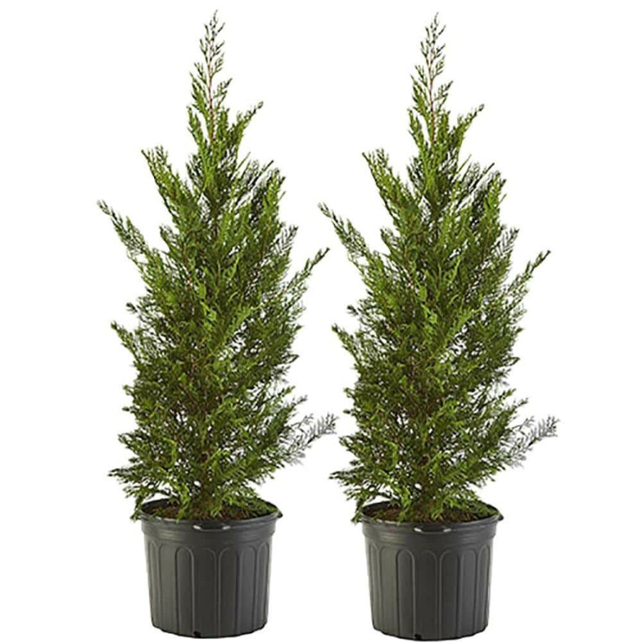 Outdoor Plants * | Deals 2.25 Gal. Leyland Cypress Evergreen Tree With Green Foliage (2-Pack) By Unbranded