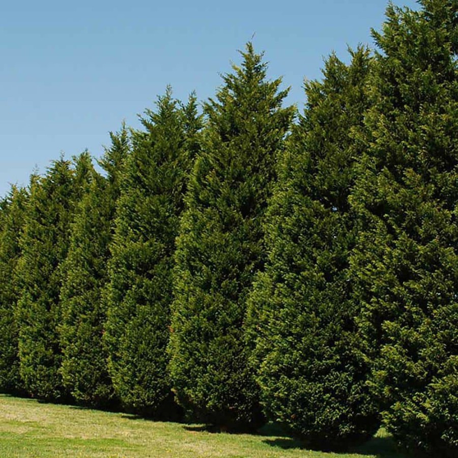 Outdoor Plants * | Deals 2.25 Gal. Leyland Cypress Evergreen Tree With Green Foliage (2-Pack) By Unbranded