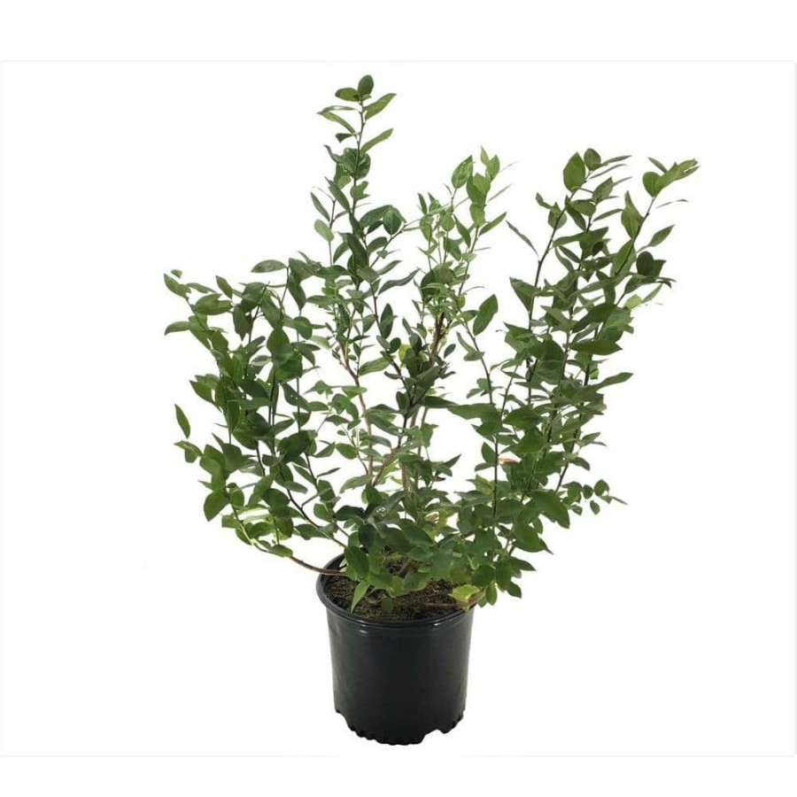 Outdoor Plants * | Best Sale Highbush Blueberry (Vaccinium) Duke By Plants That Work