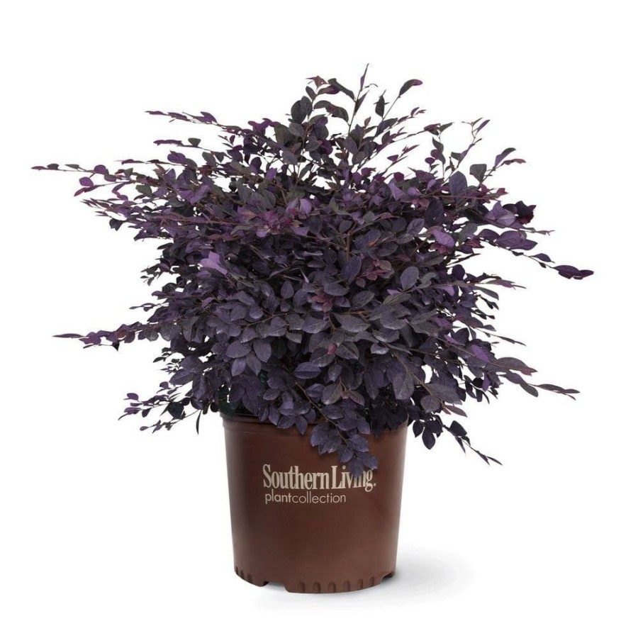 Outdoor Plants * | Best Reviews Of 3 Gal. Purple Diamond Semi-Dwarf Loropetalum, Evergreen Shrub With Purple Foliage, Pink Ribbon Blooms By Southern Living