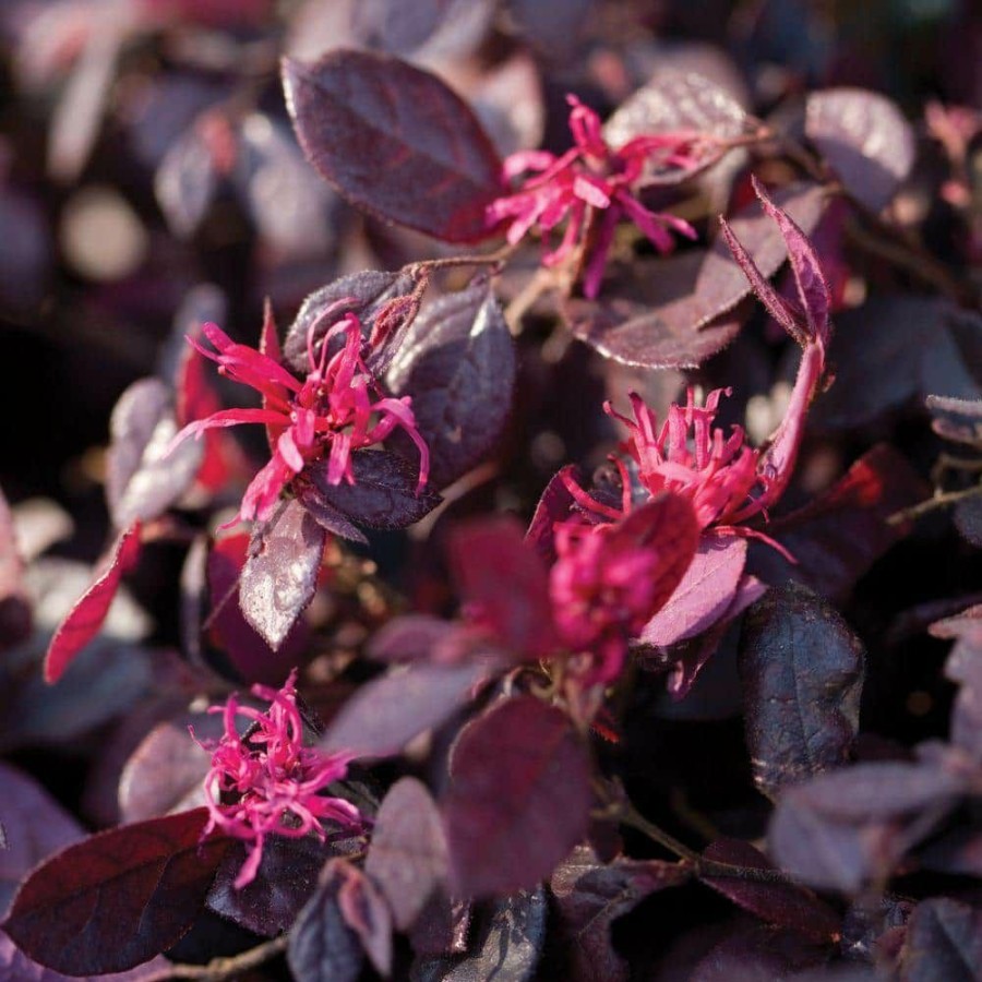 Outdoor Plants * | Best Reviews Of 3 Gal. Purple Diamond Semi-Dwarf Loropetalum, Evergreen Shrub With Purple Foliage, Pink Ribbon Blooms By Southern Living