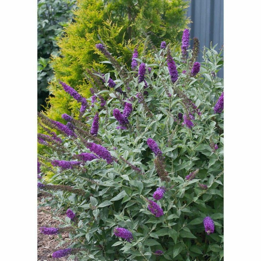 Outdoor Plants * | New 1 Gal. Miss Violet Butterfly Bush (Buddleia) Live Shrub, Purple Flowers By Proven Winners