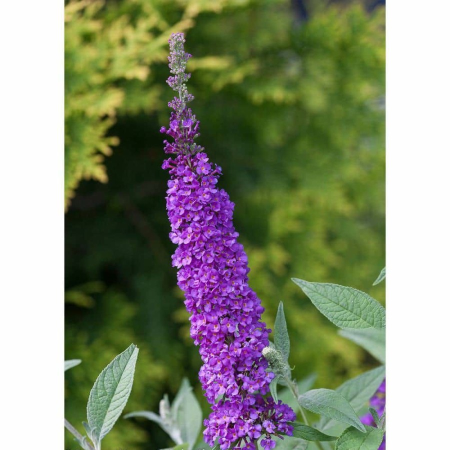 Outdoor Plants * | New 1 Gal. Miss Violet Butterfly Bush (Buddleia) Live Shrub, Purple Flowers By Proven Winners