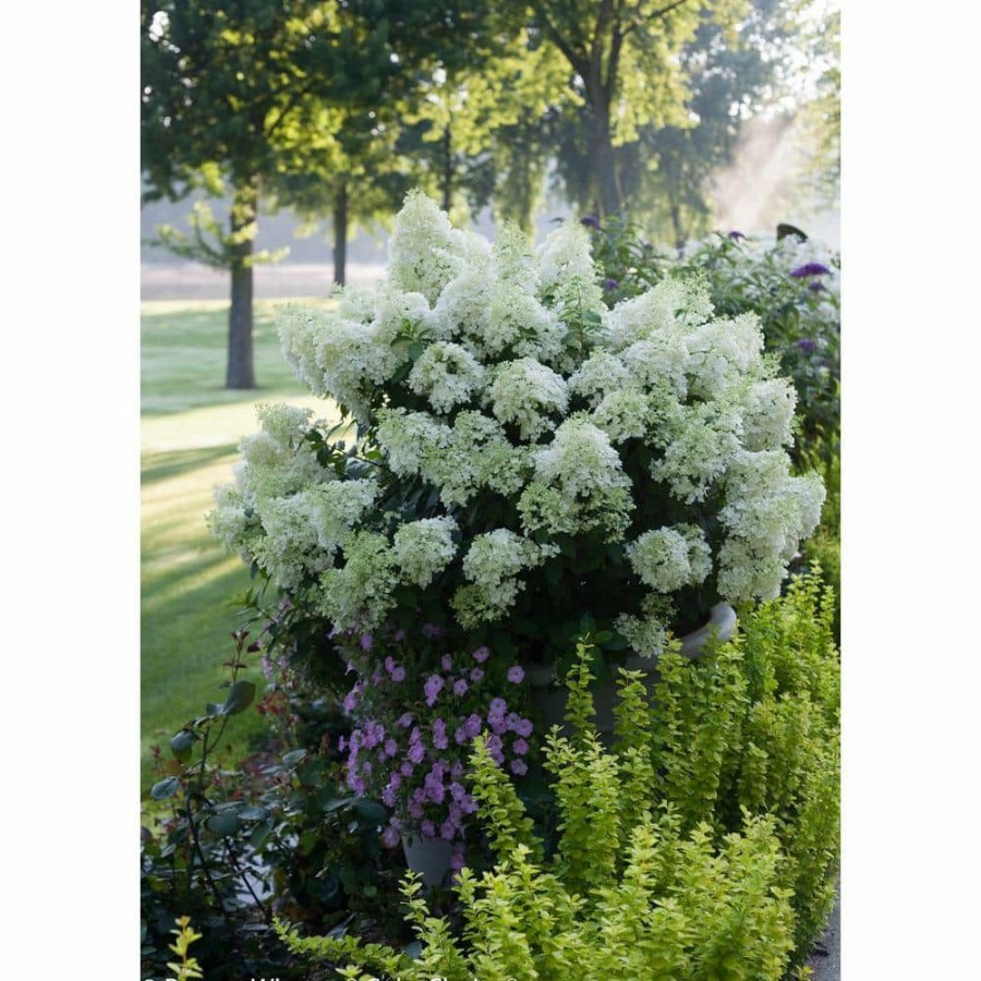 Outdoor Plants * | Flash Sale 4.5 In. Qt. Bobo Hardy Hydrangea (Paniculata) Live Shrub, White To Pink Flowers By Proven Winners