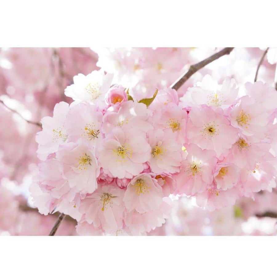 Outdoor Plants * | Outlet 3 Ft. Accolade Cherry Blossom Tree With Translucent Seashell Shaped Flowers By Online Orchards