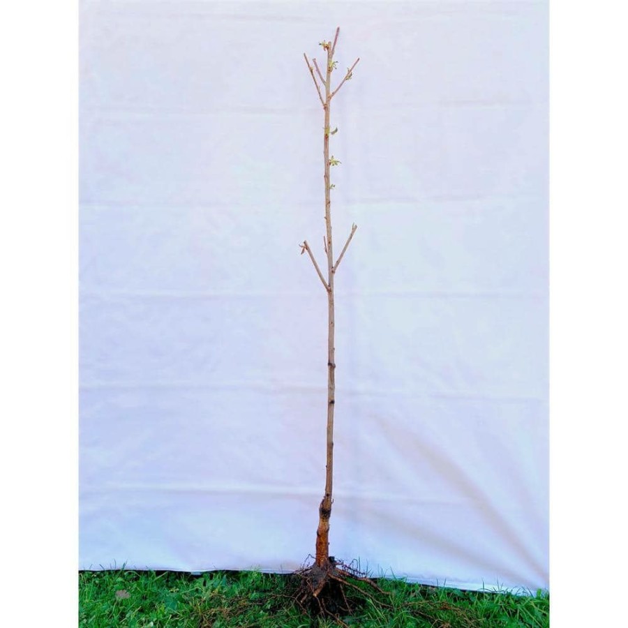 Outdoor Plants * | Outlet 3 Ft. Accolade Cherry Blossom Tree With Translucent Seashell Shaped Flowers By Online Orchards