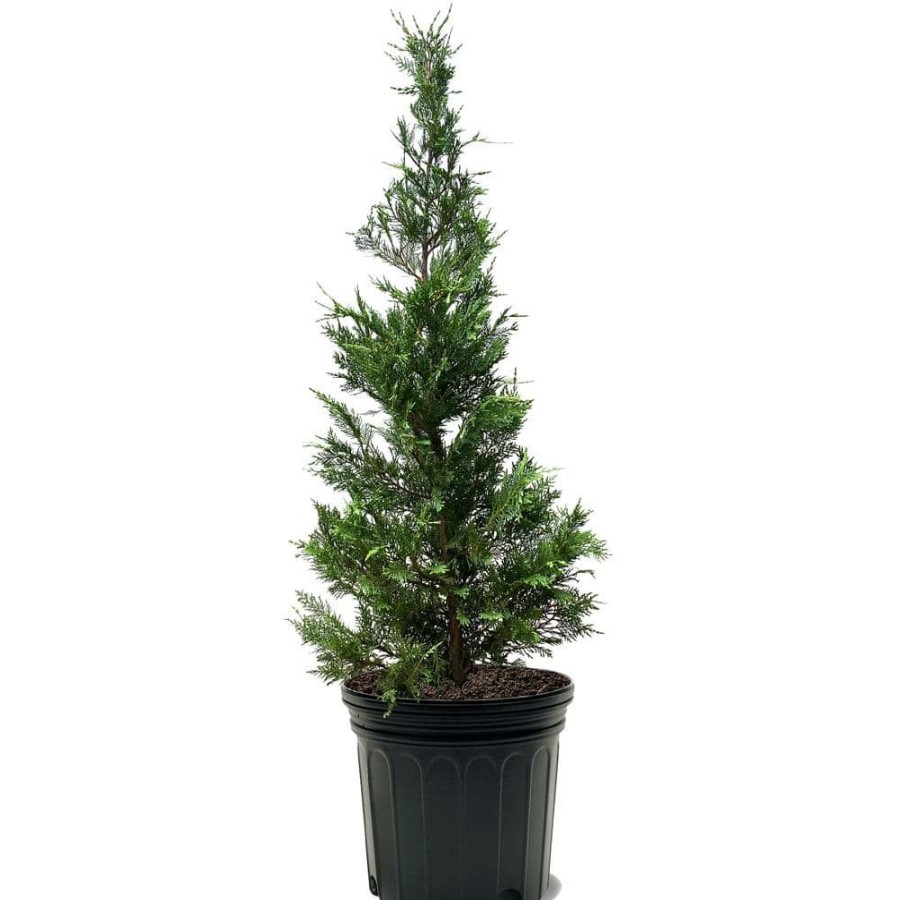 Outdoor Plants * | New 7 Gal. Leyland Cypress Evergreen Privacy Tree By Unbranded