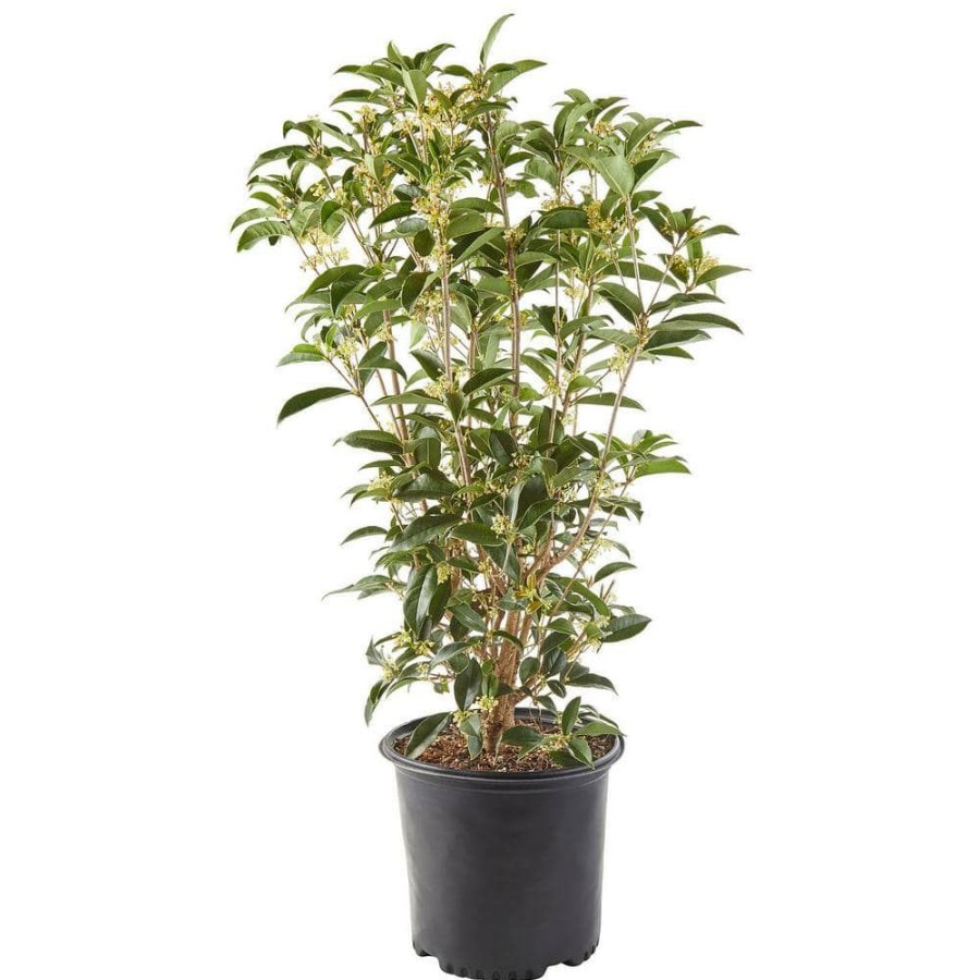 Outdoor Plants * | Discount 2.25 Gal. Osmanthus Tea Olive Shrub With White Fragrant Flowers By Unbranded