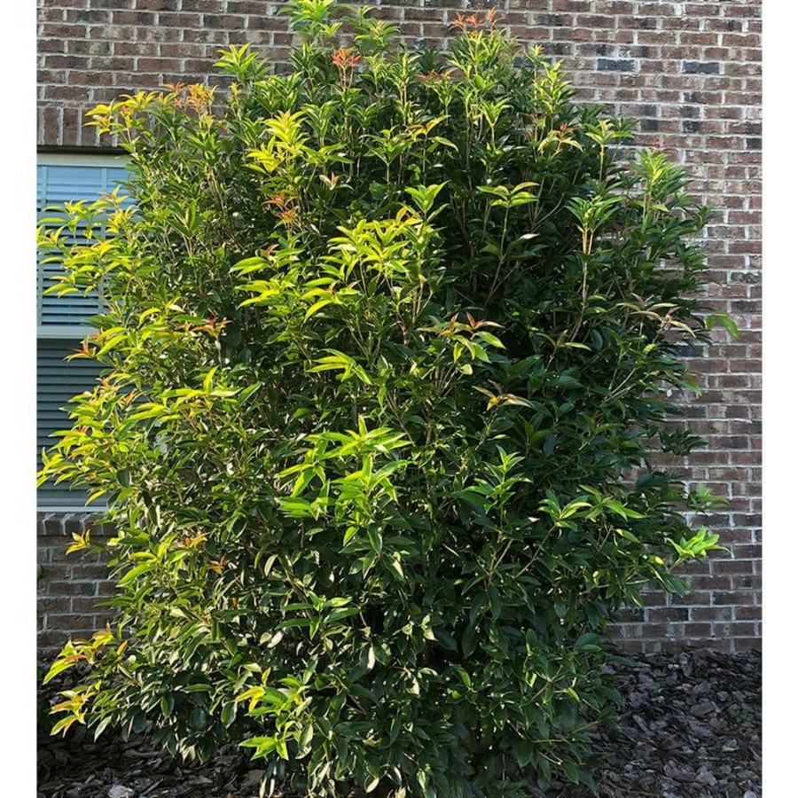 Outdoor Plants * | Discount 2.25 Gal. Osmanthus Tea Olive Shrub With White Fragrant Flowers By Unbranded