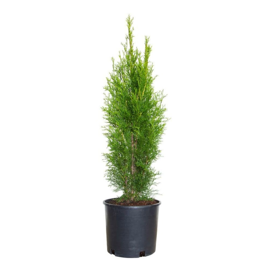 Outdoor Plants * | Best Pirce 2.5 Gal Emerald Green Arborvitae(Thuja) Live Evergreen Shrub/Tree, Green Foliage By Flowerwood