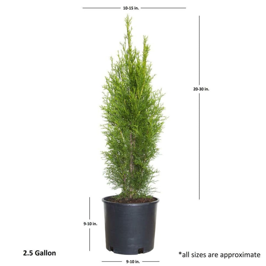 Outdoor Plants * | Best Pirce 2.5 Gal Emerald Green Arborvitae(Thuja) Live Evergreen Shrub/Tree, Green Foliage By Flowerwood