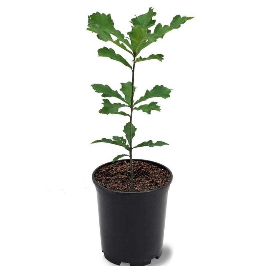 Outdoor Plants * | Outlet 1 Gal. Swamp White Deciduous Oak Tree By Unbranded