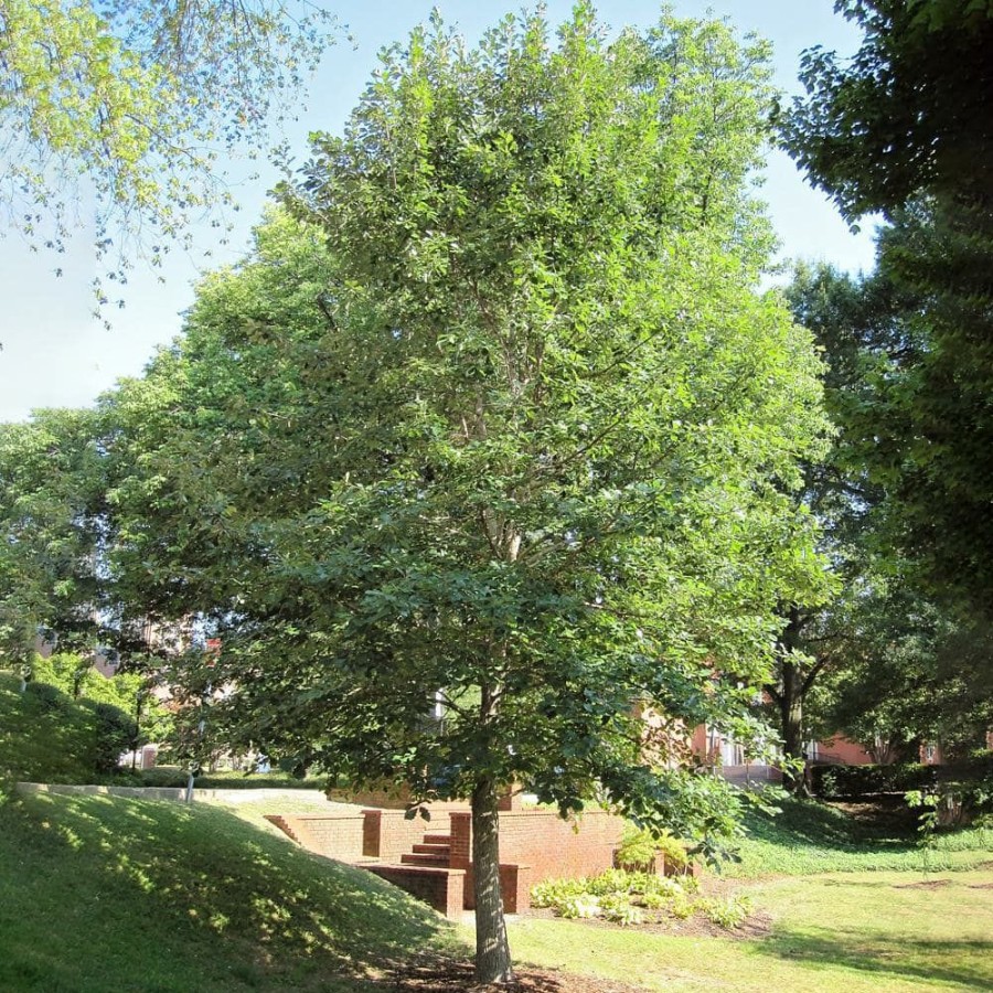 Outdoor Plants * | Outlet 1 Gal. Swamp White Deciduous Oak Tree By Unbranded