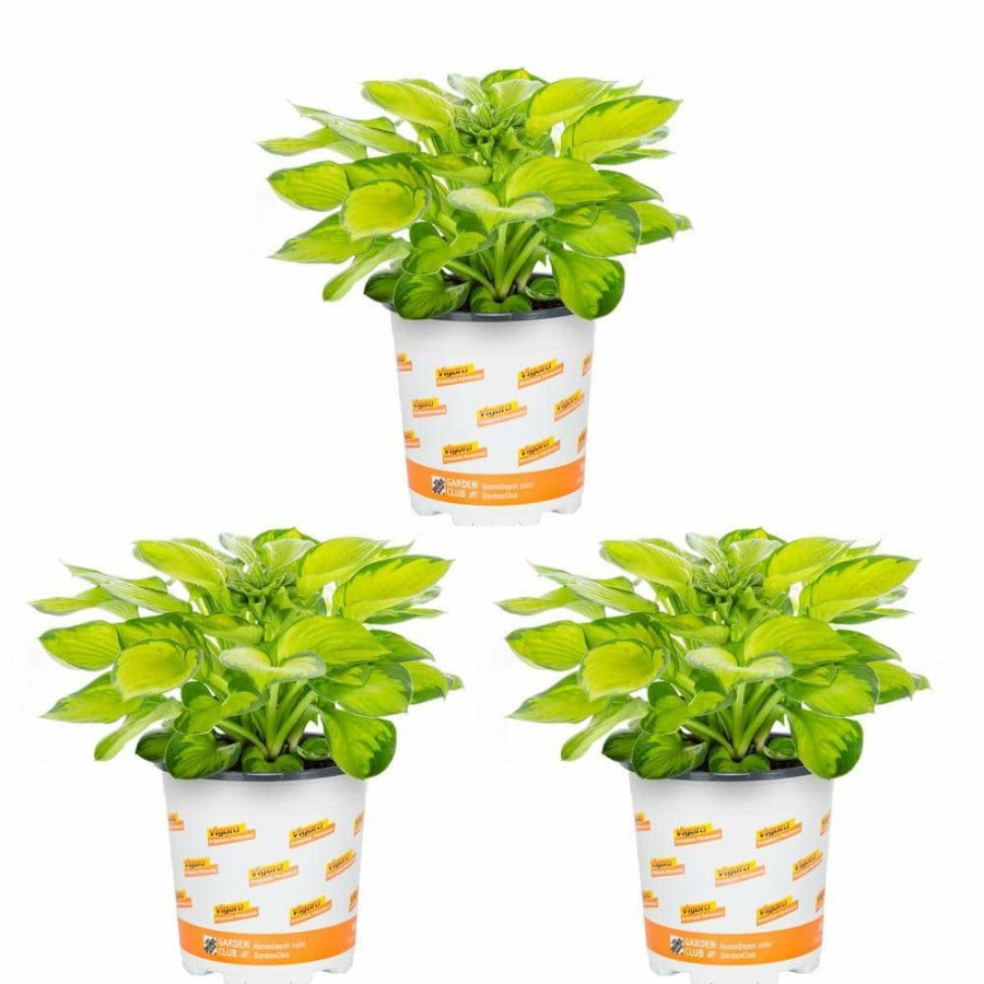 Outdoor Plants * | Discount 2.5 Qt. Hosta Rainforest Sunrise Perennial Plant (3-Pack) By Vigoro