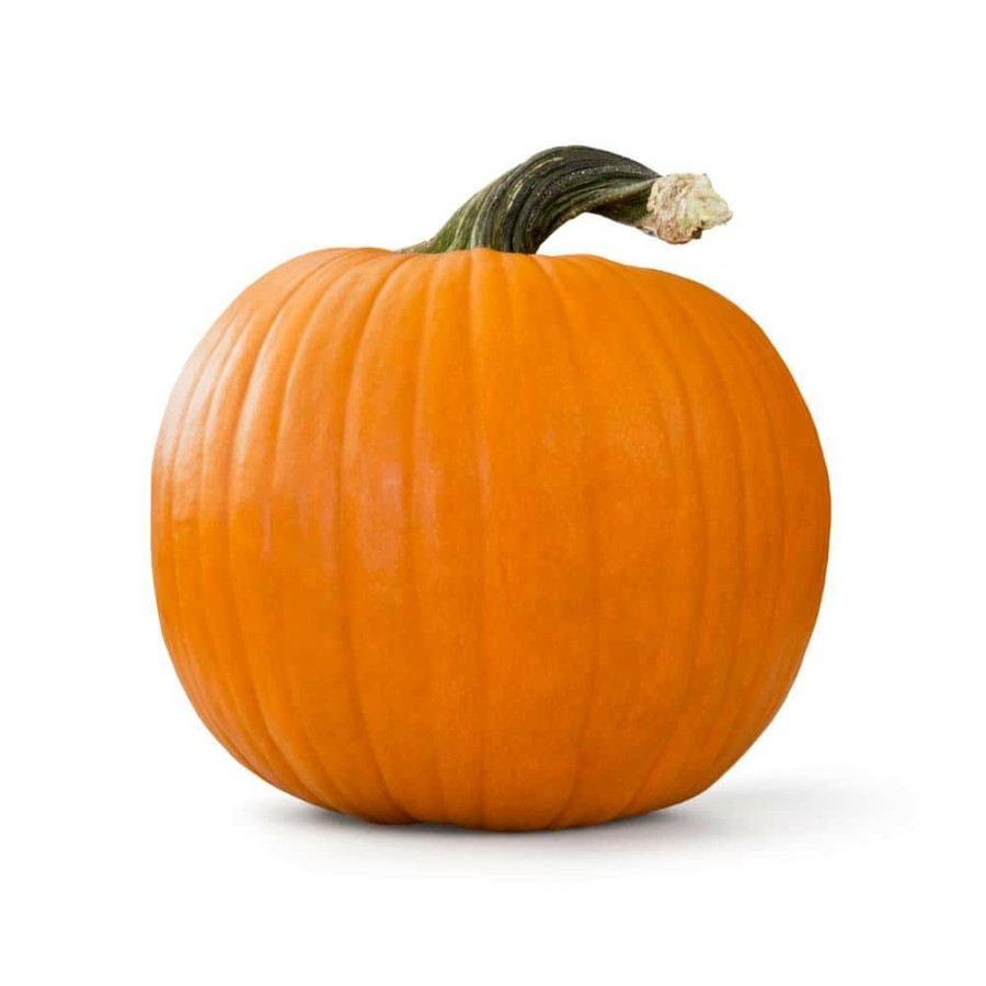 Outdoor Plants * | Best Sale Live Jack-O-Lantern Pumpkin Freshly Harvested For Carving (Medium 20 Lbs. Size) By Online Orchards