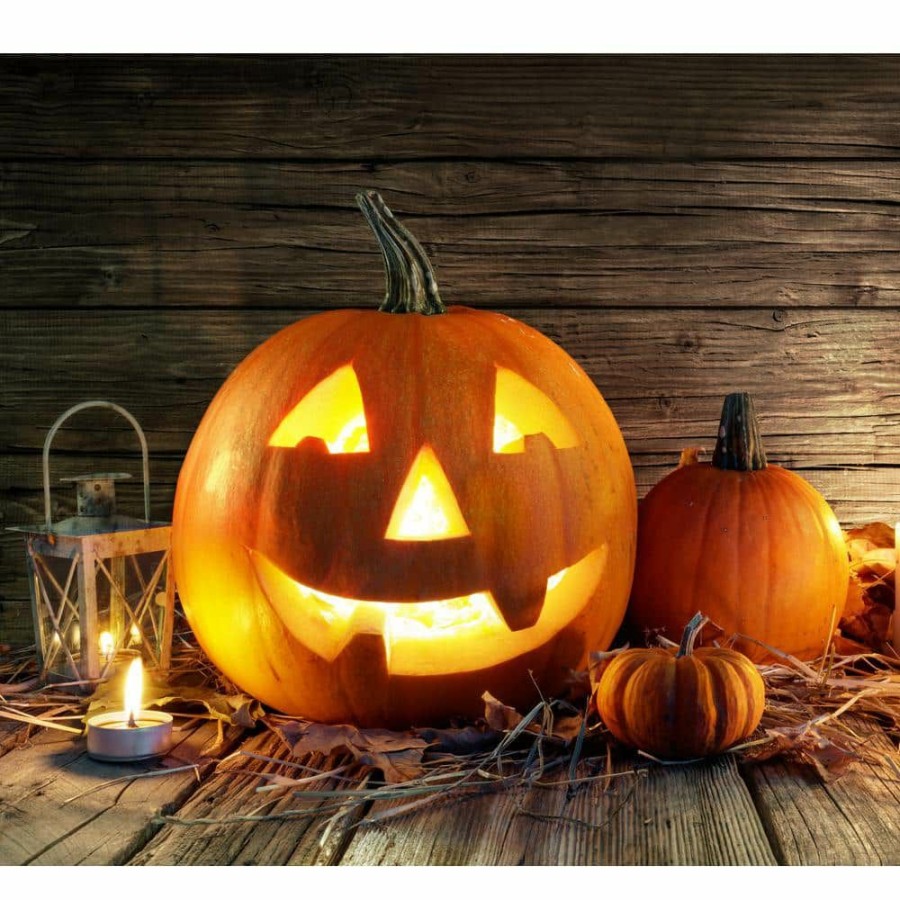 Outdoor Plants * | Best Sale Live Jack-O-Lantern Pumpkin Freshly Harvested For Carving (Medium 20 Lbs. Size) By Online Orchards