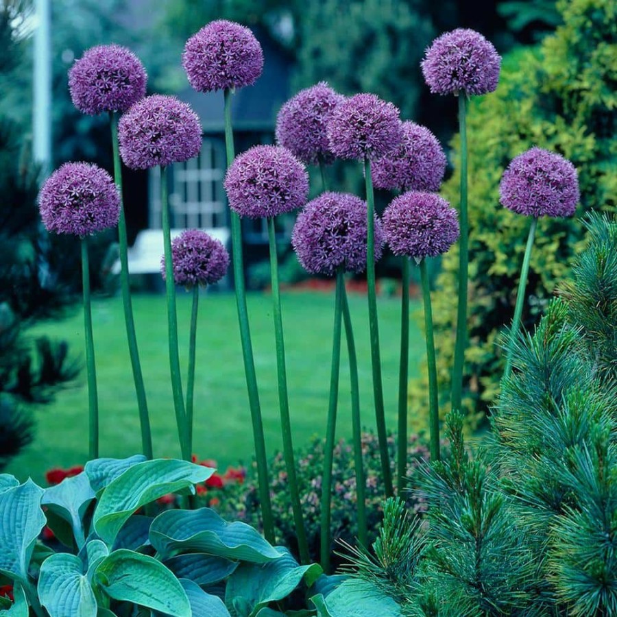 Outdoor Plants * | Promo Allium Bulbs Giant Gladiator (Set Of 6) By Van Zyverden