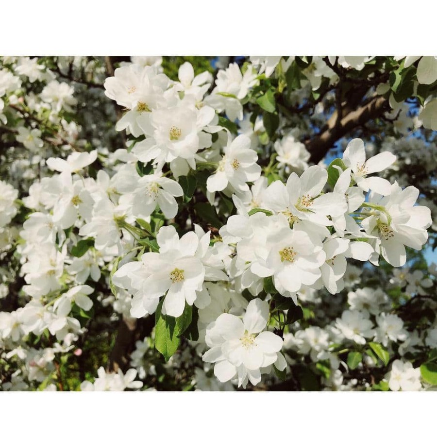 Outdoor Plants * | Deals Spring Snow Flowering Crabapple Tree Bare Root By Online Orchards