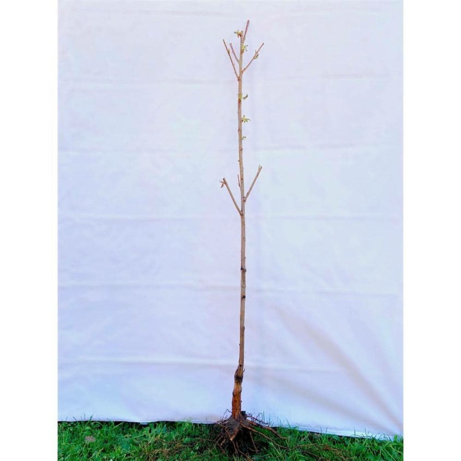 Outdoor Plants * | Deals Spring Snow Flowering Crabapple Tree Bare Root By Online Orchards