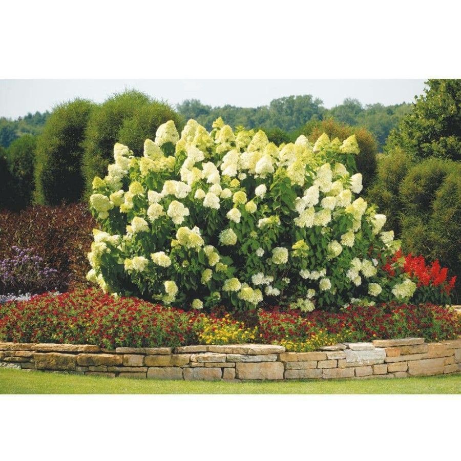 Outdoor Plants * | Best Sale 3 Gal. Limelight Hardy Hydrangea (Paniculata) Live Shrub, Green To Pink Flowers By Proven Winners