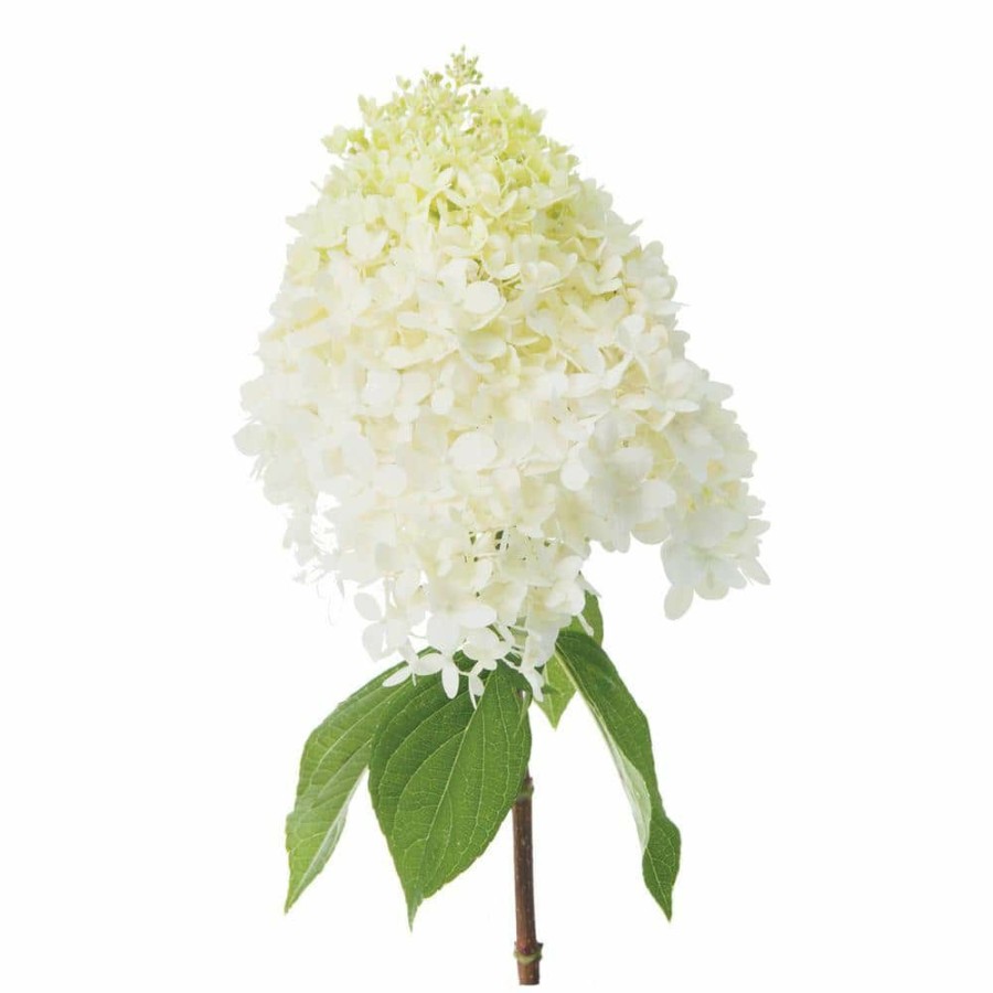 Outdoor Plants * | Best Sale 3 Gal. Limelight Hardy Hydrangea (Paniculata) Live Shrub, Green To Pink Flowers By Proven Winners