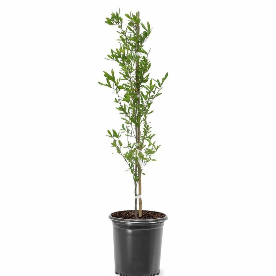 Outdoor Plants * | Coupon Live Oak By Unbranded