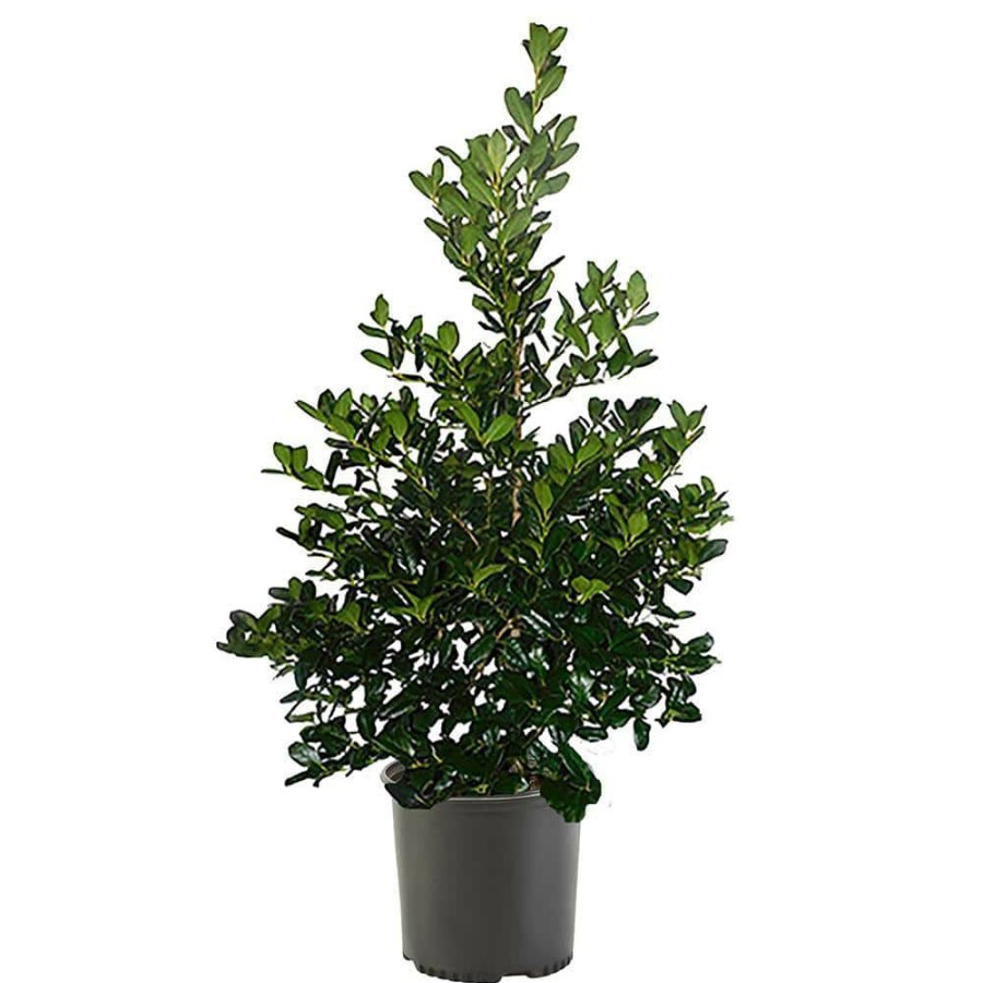 Outdoor Plants * | Top 10 7 Gal. Nellie R. Stevens Holly Shrub With Dark Green Foliage By Unbranded