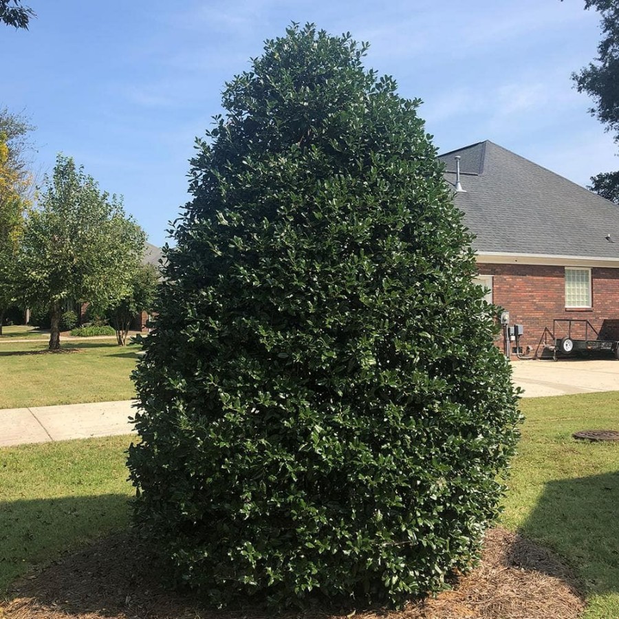 Outdoor Plants * | Top 10 7 Gal. Nellie R. Stevens Holly Shrub With Dark Green Foliage By Unbranded