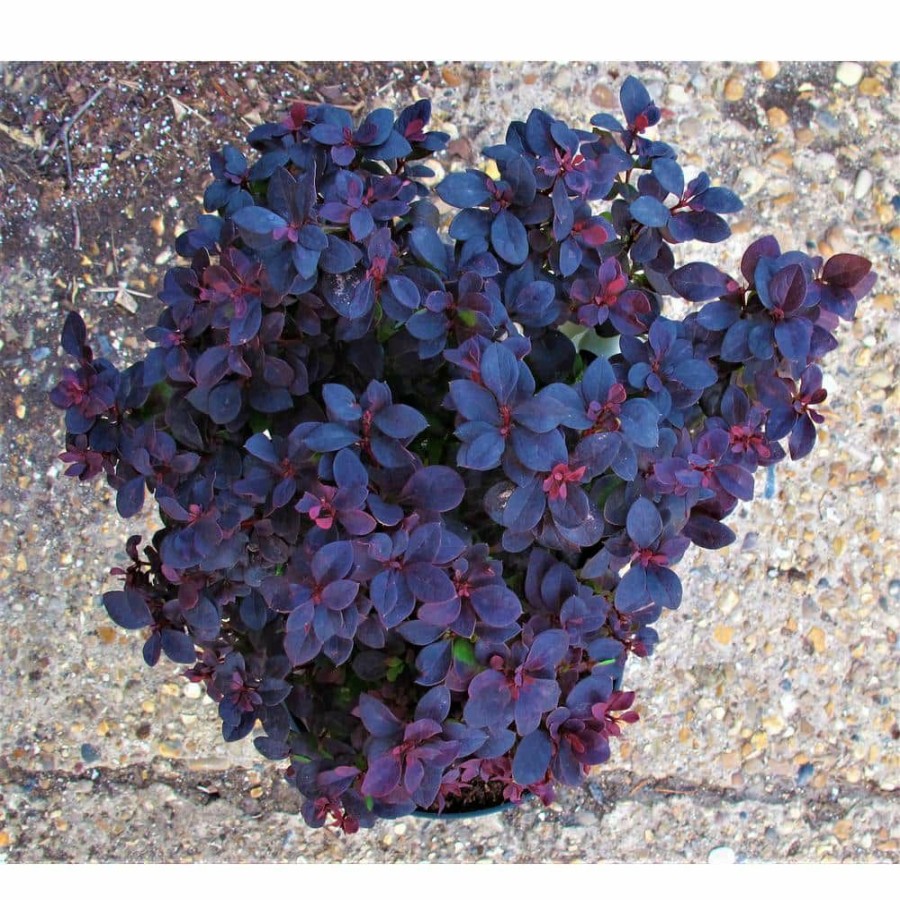 Outdoor Plants * | Coupon 1 Gal. Concorde Barberry Shrub With Deep Maroon Foliage And Compact Size By Online Orchards