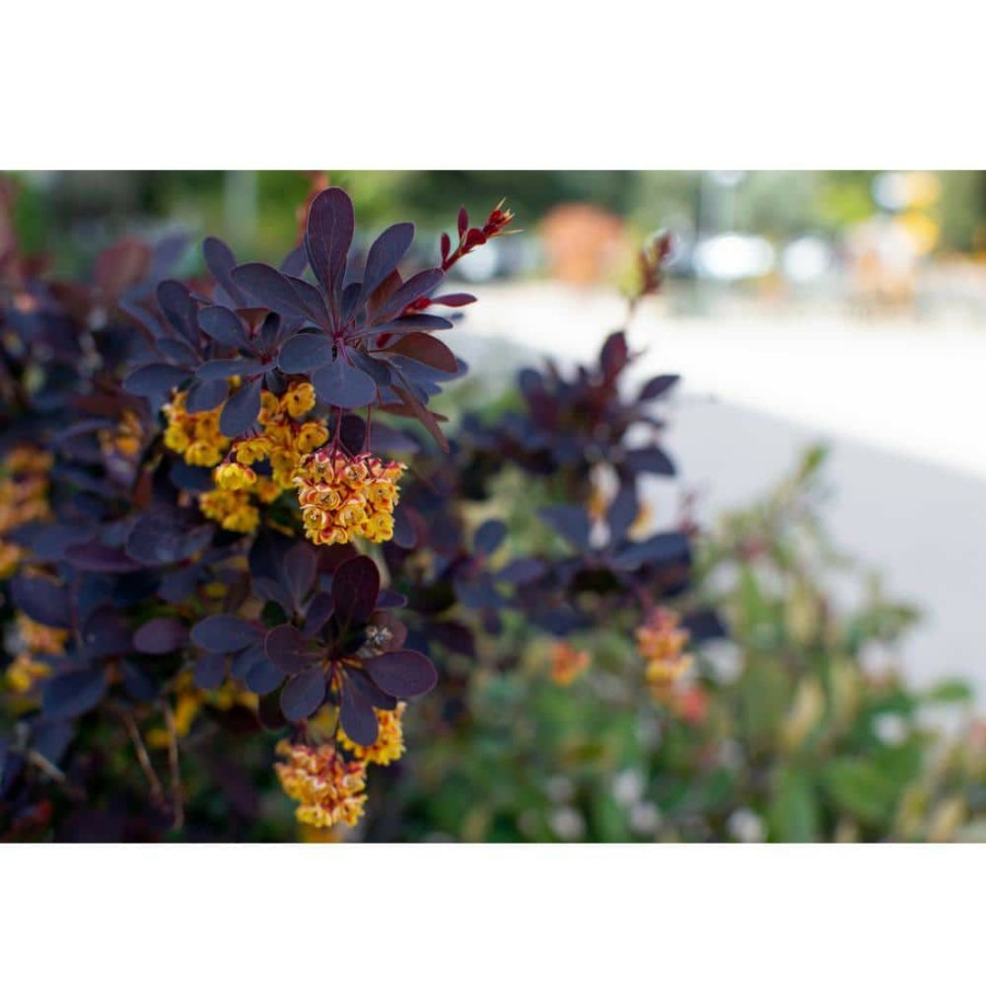 Outdoor Plants * | Coupon 1 Gal. Concorde Barberry Shrub With Deep Maroon Foliage And Compact Size By Online Orchards