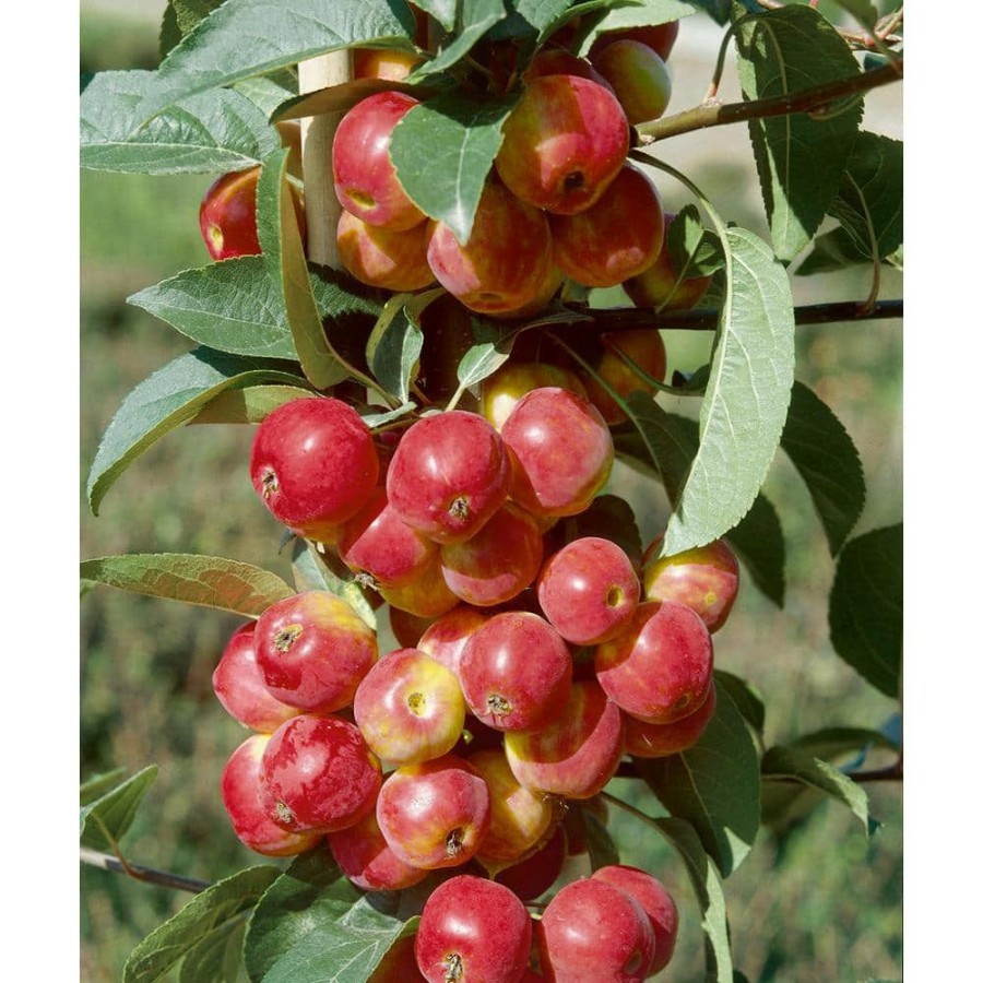 Outdoor Plants * | Outlet 3 Gal. Scarlet Sentinel Live Apple Tree With Red Plump Fruits By Bell Nursery