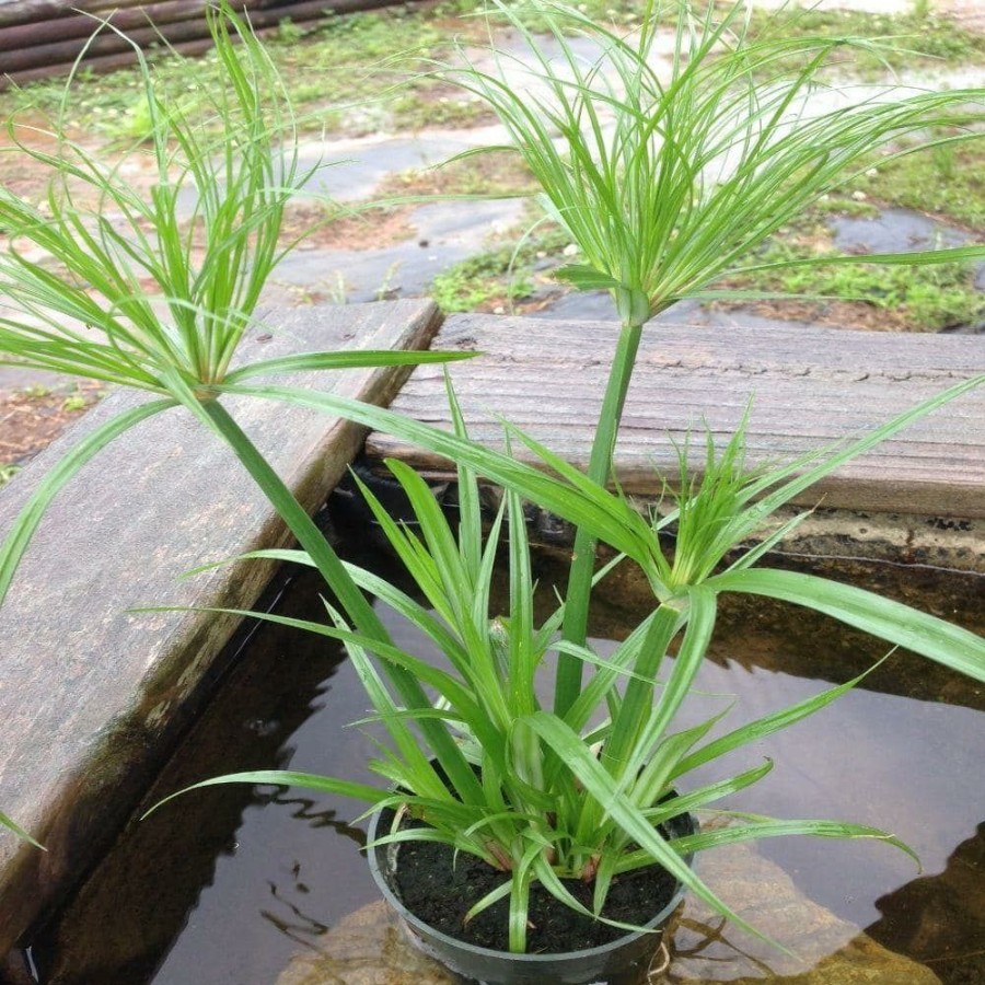 Outdoor Plants * | Buy 4 In. Dwarf Giant Papyrus Tut Potted Bog/Marginal Pond Plant By Unbranded