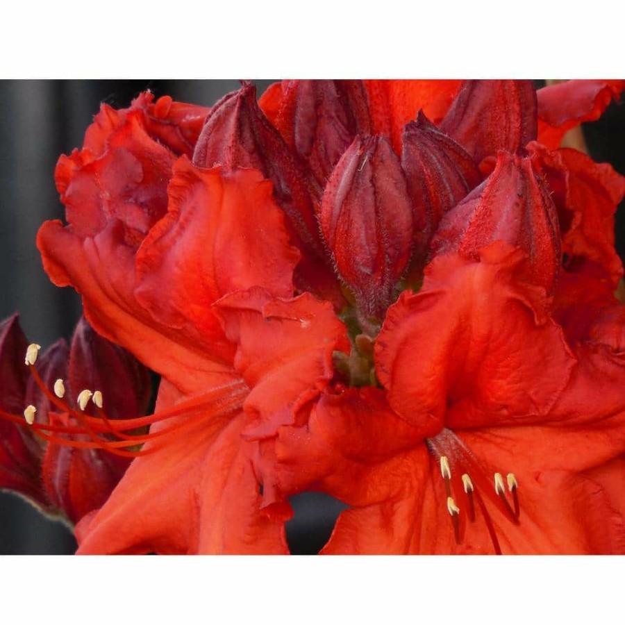 Outdoor Plants * | Best Deal 1 Gal. Nova Zembla Rhododendron Shrub Vibrant Scarlet Blossoms Contrast Beautifully Against Glossy Evergreen Foliage By Online Orchards