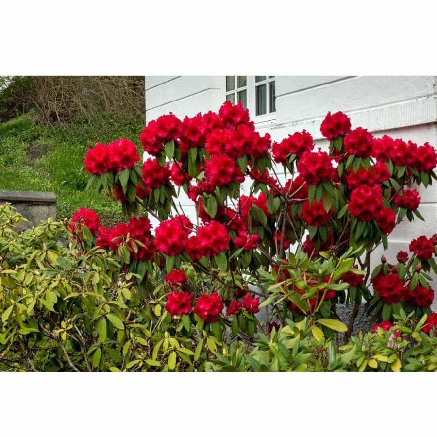 Outdoor Plants * | Best Deal 1 Gal. Nova Zembla Rhododendron Shrub Vibrant Scarlet Blossoms Contrast Beautifully Against Glossy Evergreen Foliage By Online Orchards