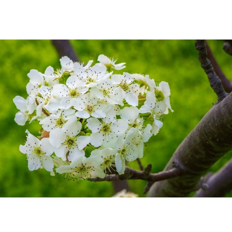 Outdoor Plants * | Best Pirce Redspire Flowering Pear Tree (Bare Root, 3 T. To 4 Ft. Tall) By Online Orchards