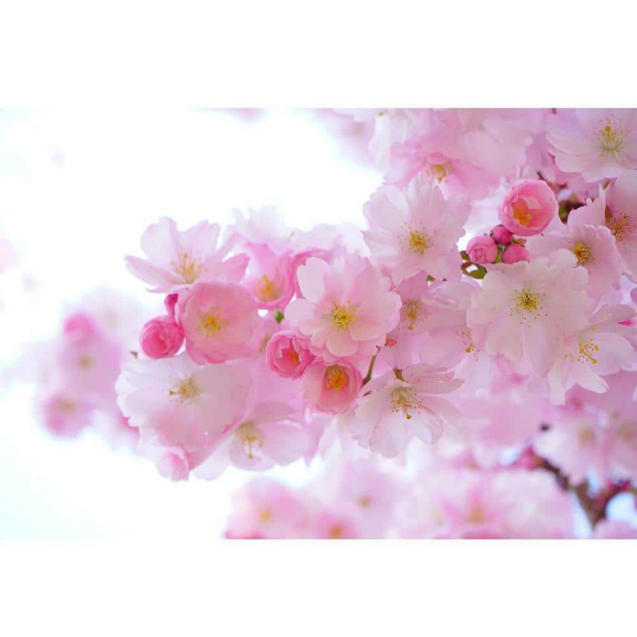 Outdoor Plants * | Coupon Shirofugen Cherry Blossom Tree Bare Root By Online Orchards