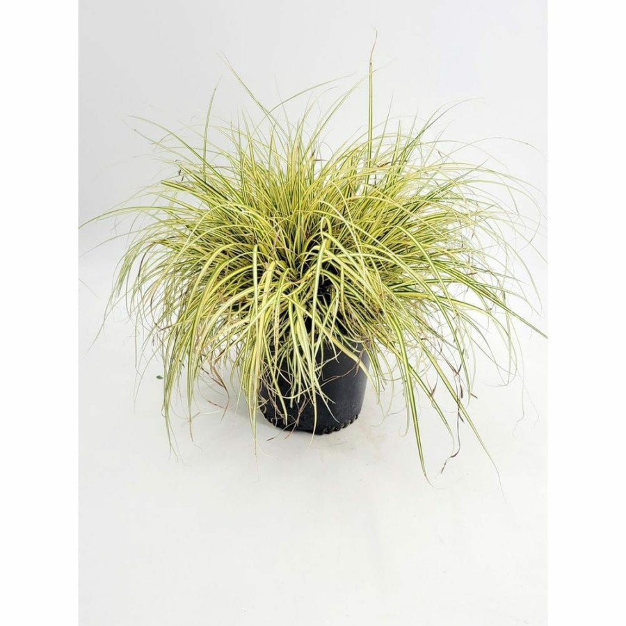 Outdoor Plants * | Best Deal 1 Gal. Eversheen Carex Live Ornamental Grass Plant By Bell Nursery